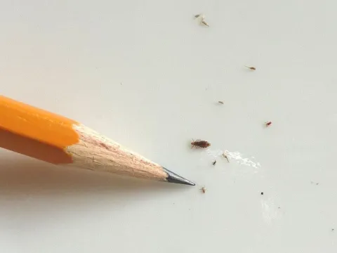 wielkość wszy głowowej