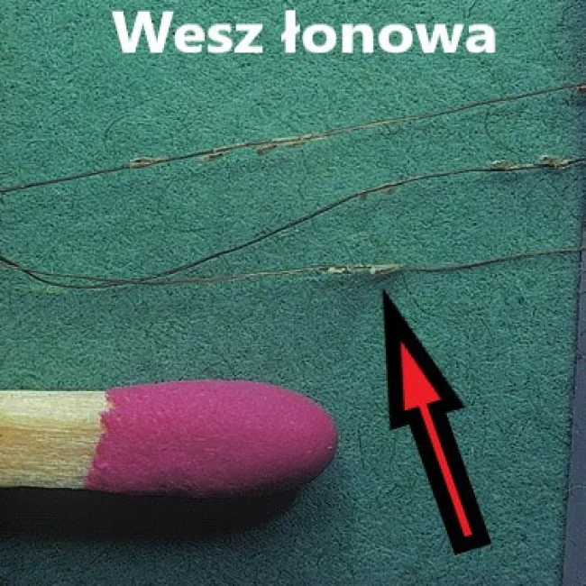 Jak wygląda wesz łonowa