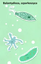 Balantydioza, szparkoszyca 