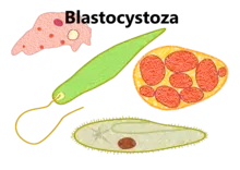 Blastocystoza 