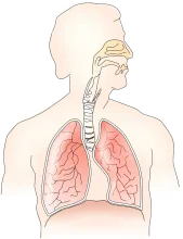 Bliskowschodni zespół oddechowy MERS 