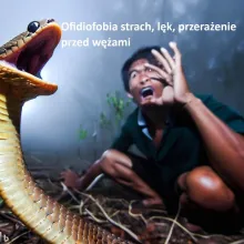 Ofidiofobia, lęk, węże, fobia, strach, psychologia, unikanie, reakcja.