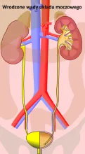 Wrodzone wady układu moczowego 