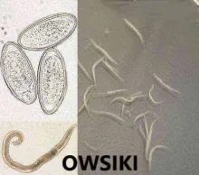 owsiki