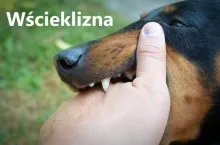 wścieklizna