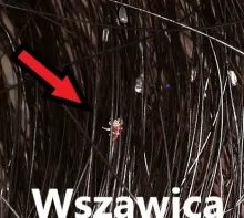 wszawica