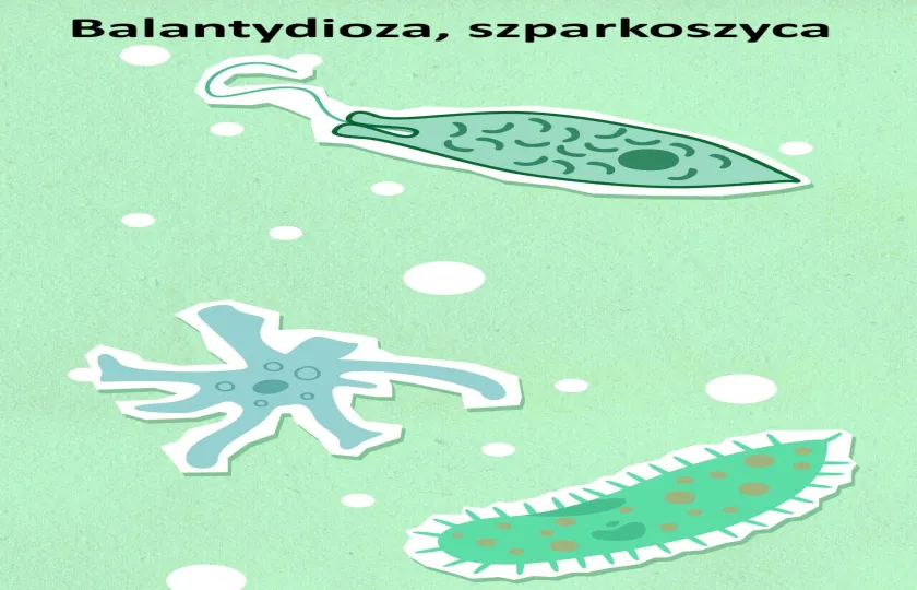 Balantydioza, szparkoszyca 