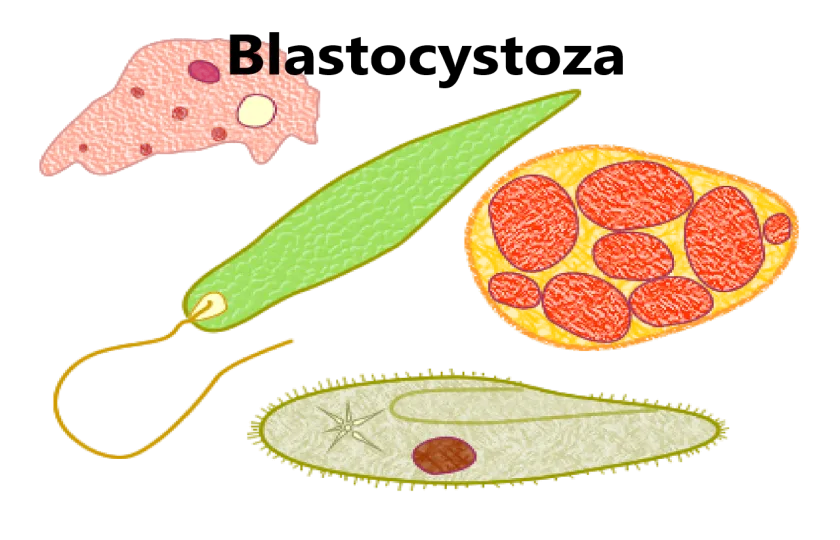 Blastocystoza 