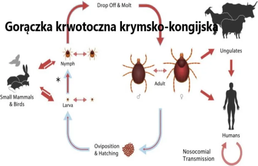 Gorączka krwotoczna krymsko-kongijska