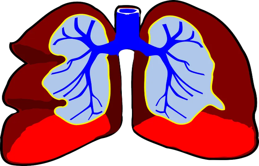 płuca