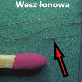 Jak wygląda wesz łonowa